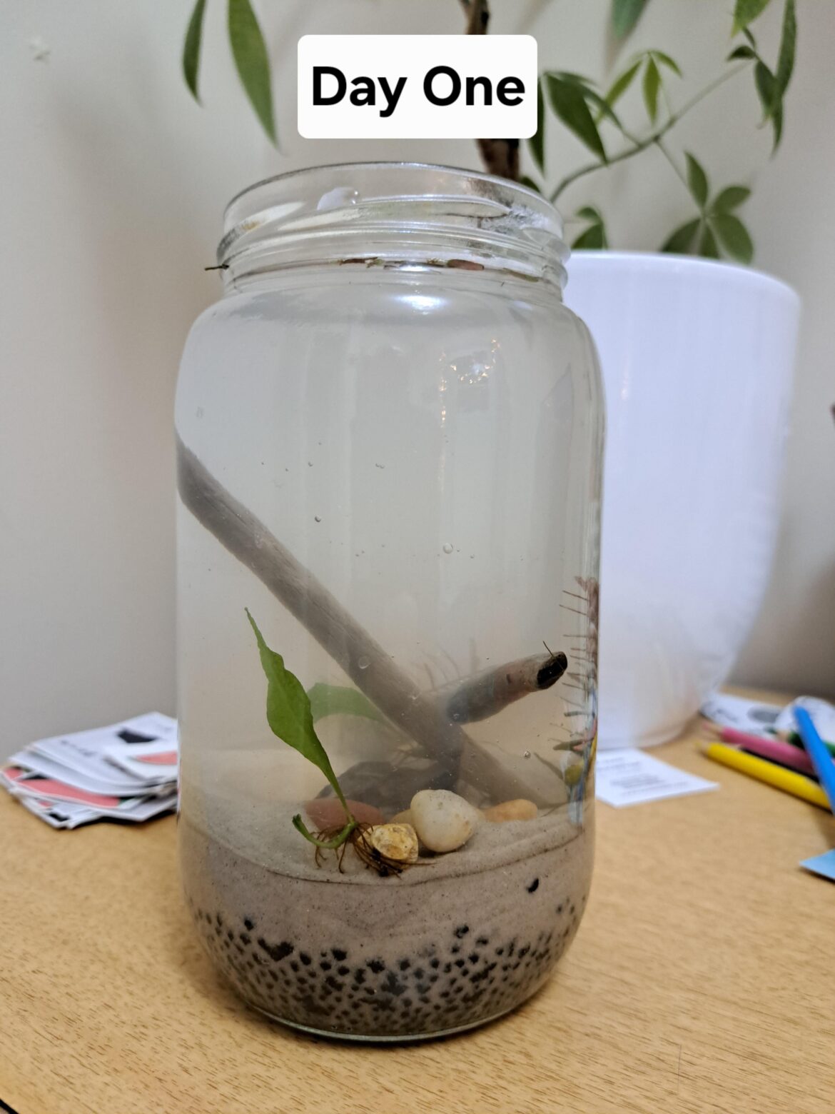 My first attempt!