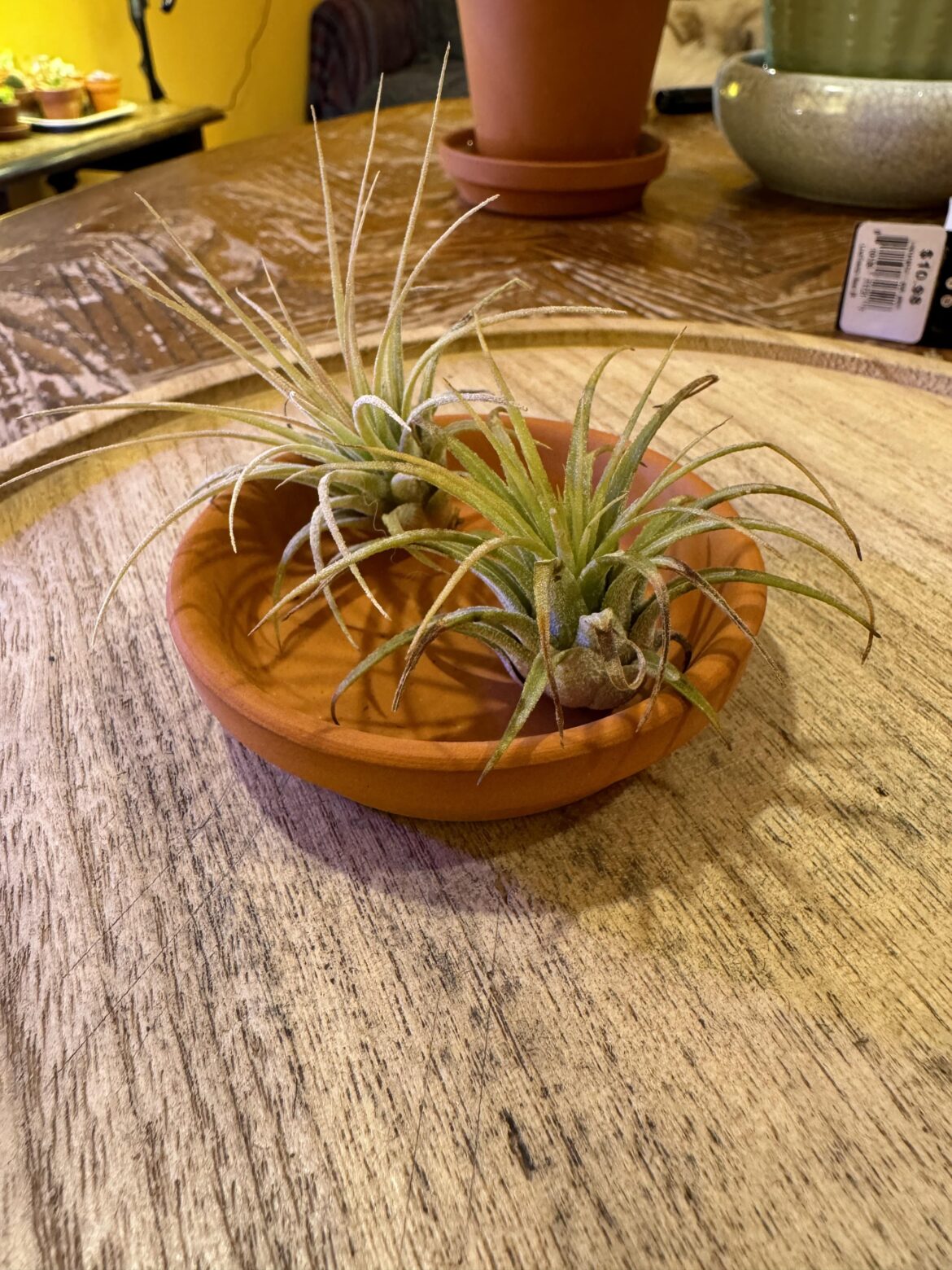 Tillandsia rescue