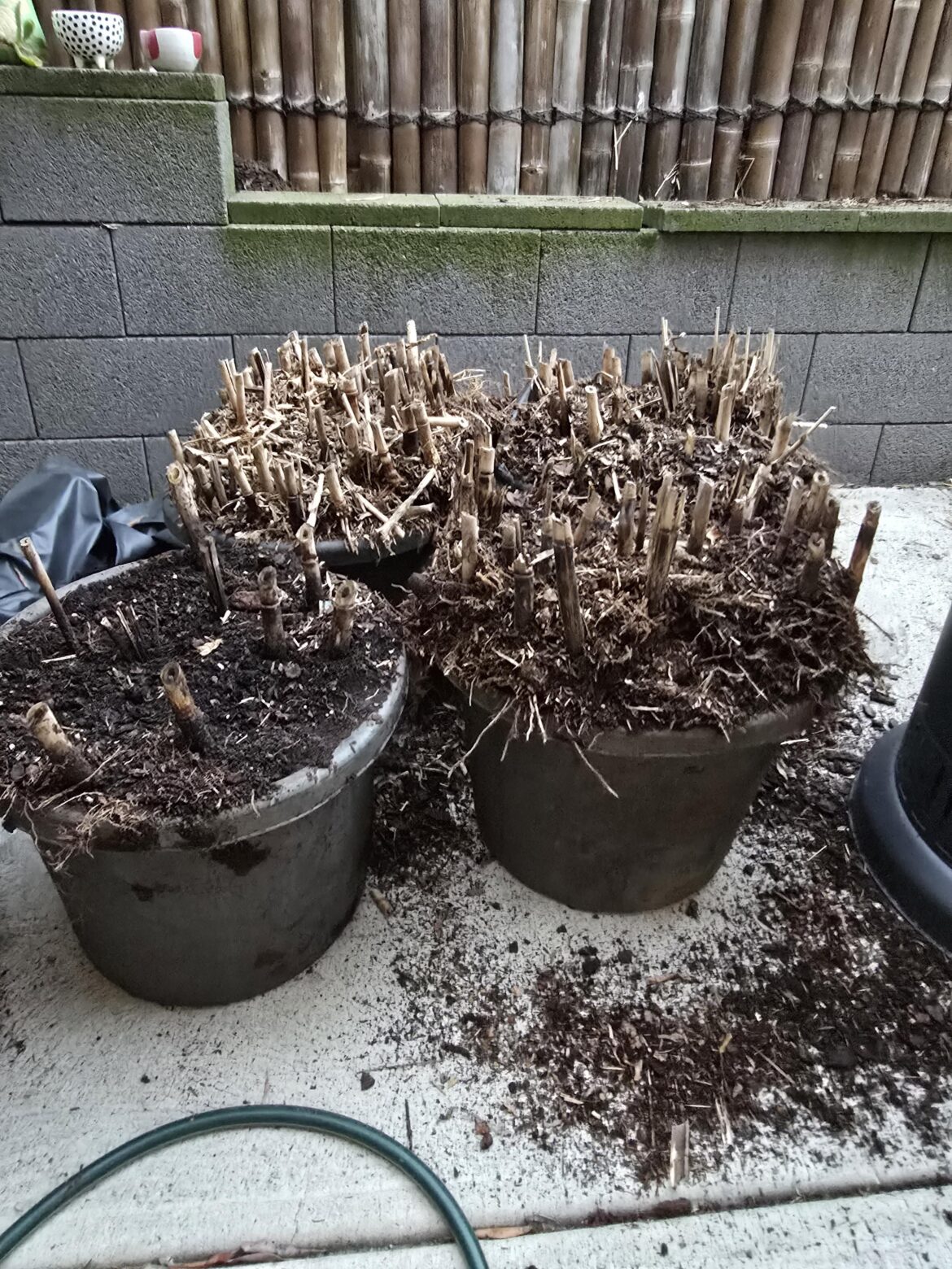 **UPDATE** How can I remove this bamboo?