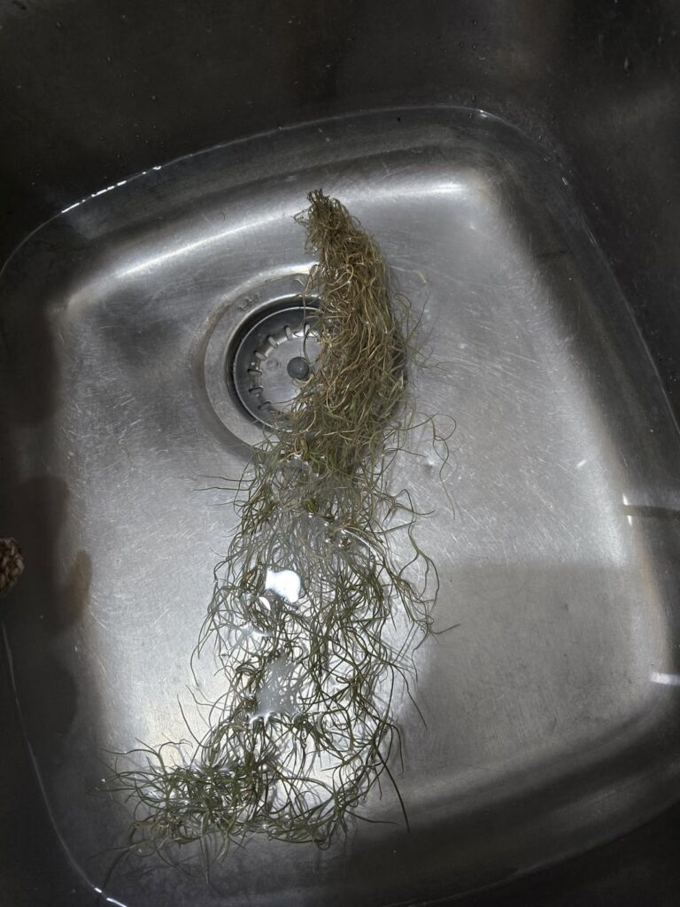 Is this thing even alive anymore? Idk how to tell 😂