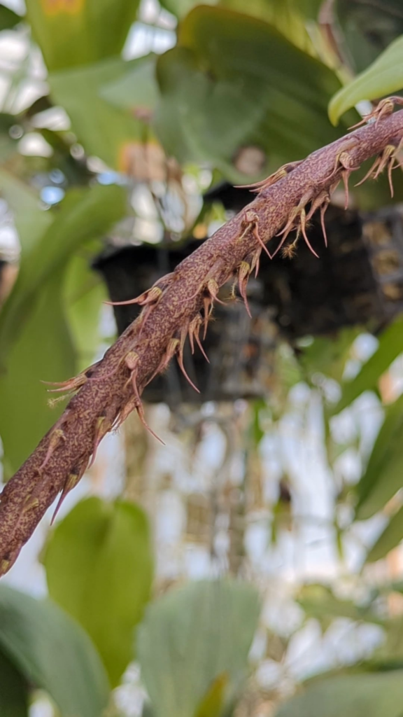 Look at the movement on these Bulbophyllum flowers!