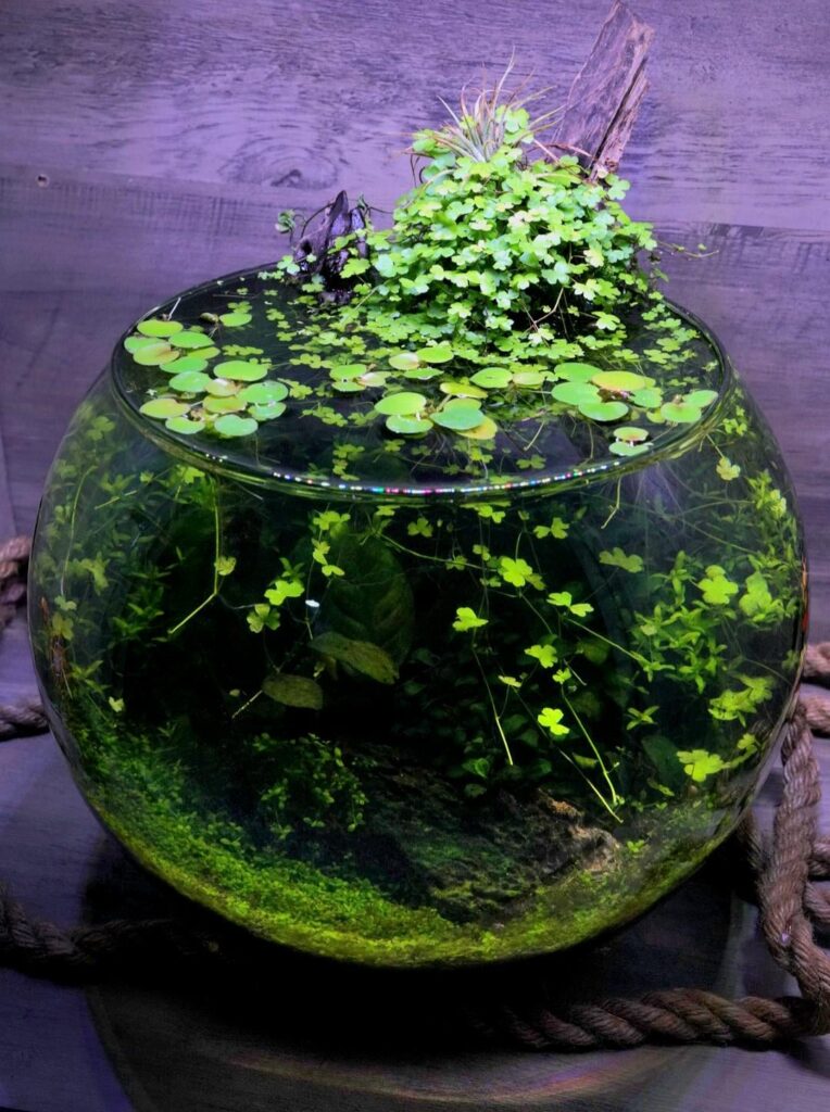 2.6 year old bowl.