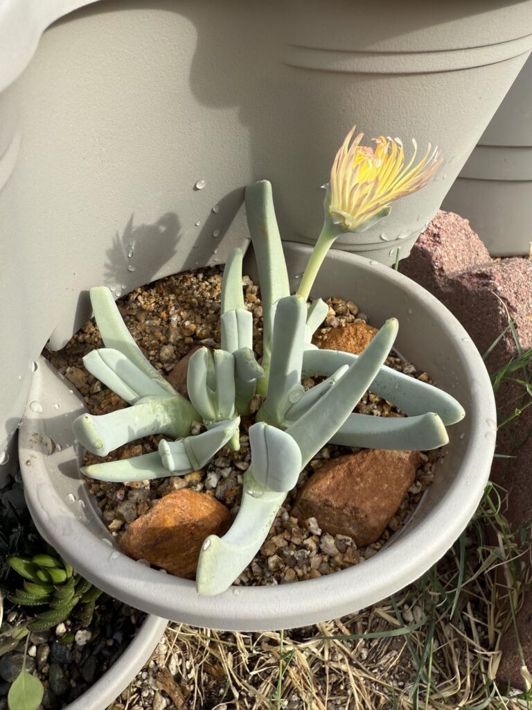 A few of my happy mesembs!