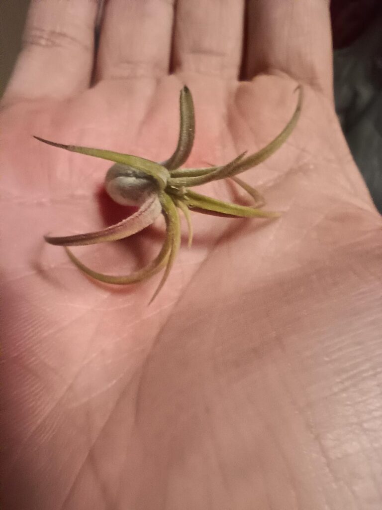 I'm still pretty ignorant with airplants. What is this little guy, and is it healthy? I use fish tank water for it. I had it for around a month or two.