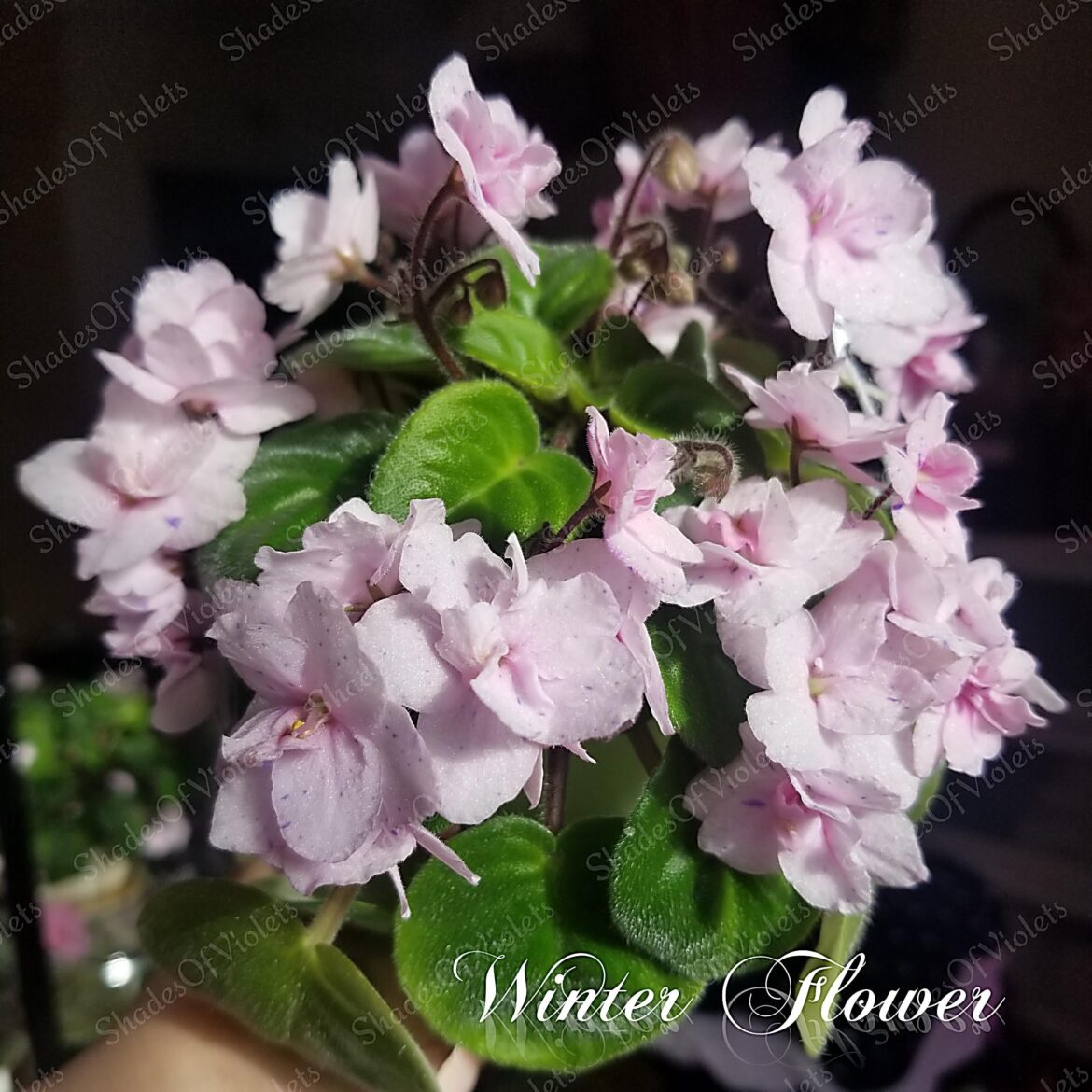 🌸🌸🌸Winter Flower🌸🌸🌸