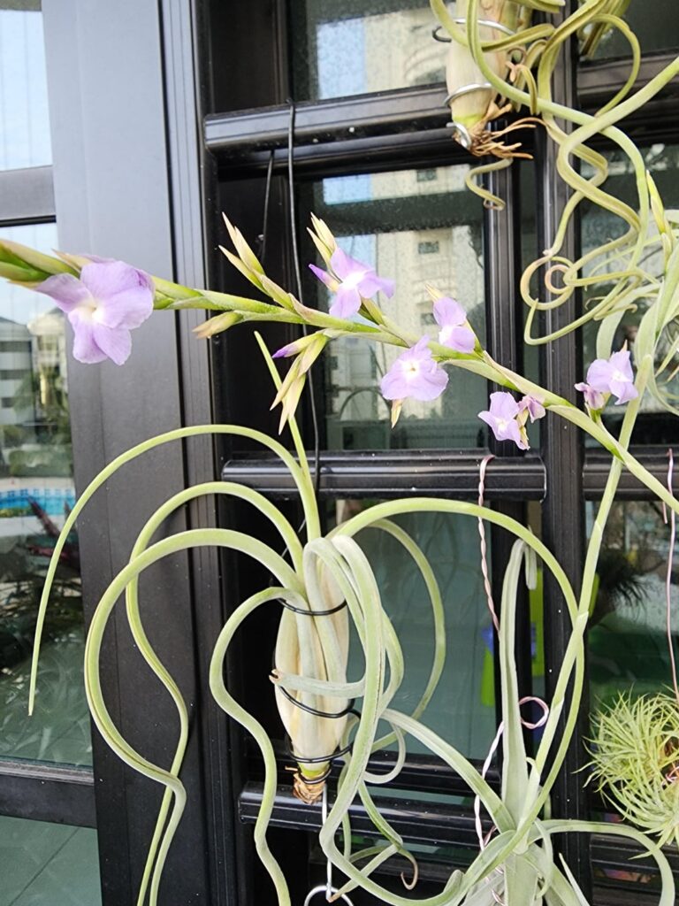 My T. duratii has finally flowered! They are nice and fragrant indeed. Someone shared with me that the pup will develop next to the flower spike. When should I cut the flower spike off?