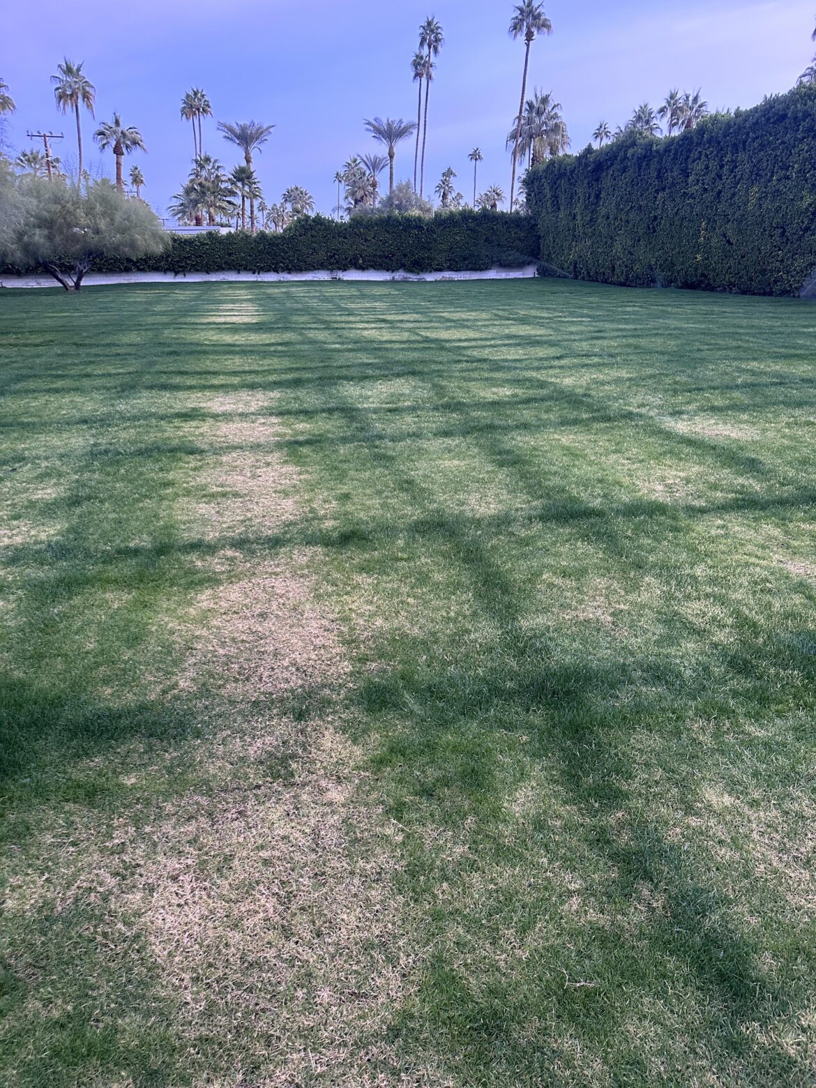 What happened? Lawn was seeded couple months ago.