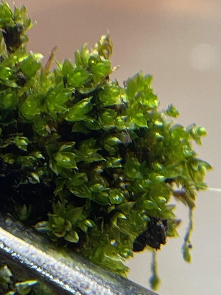1st time indoor photography of a moss sample