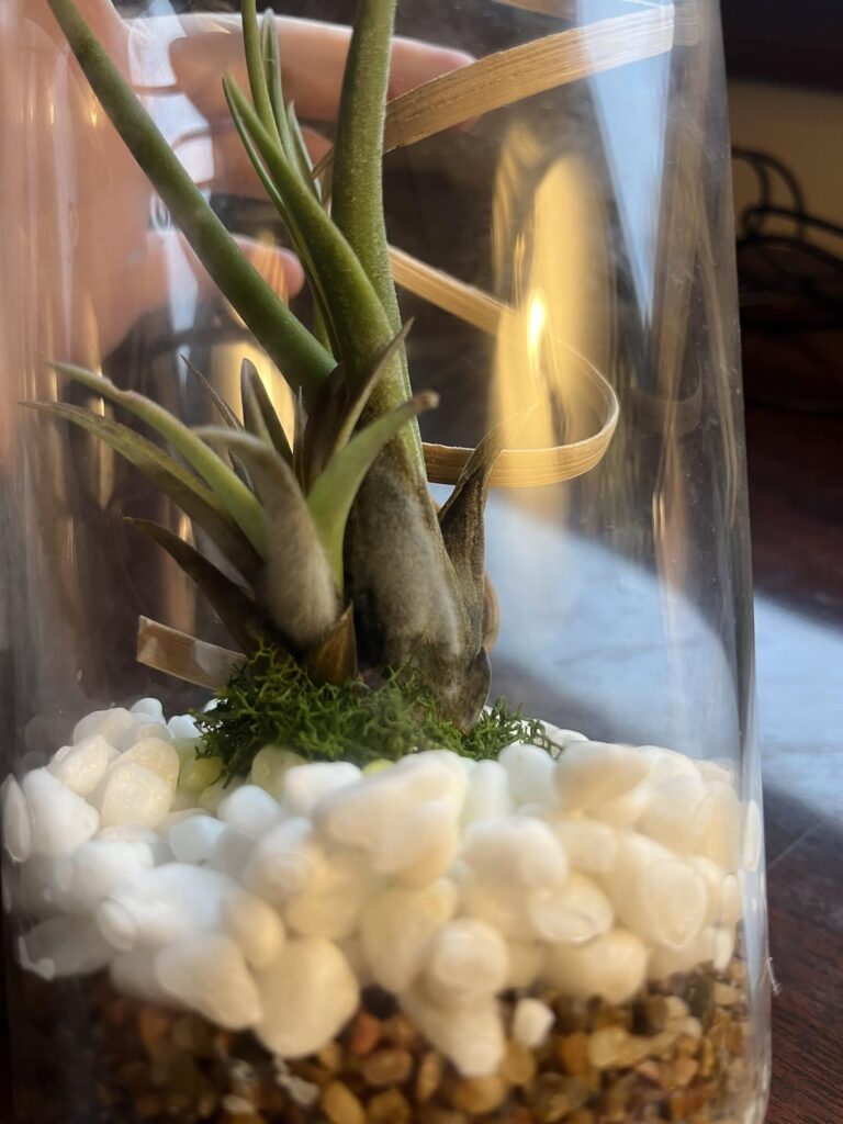 Got a Tillandsia as Christmas gift and I need help…