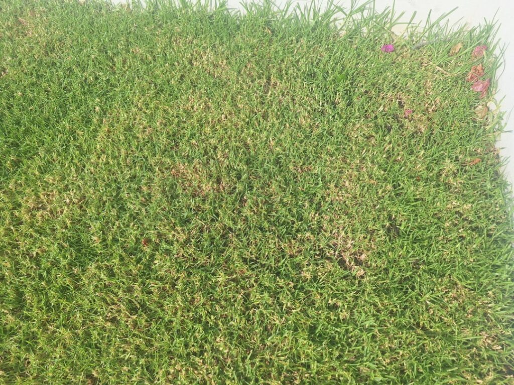 Yellow areas and possibly hatching on my lawn - what am I doing wrong?