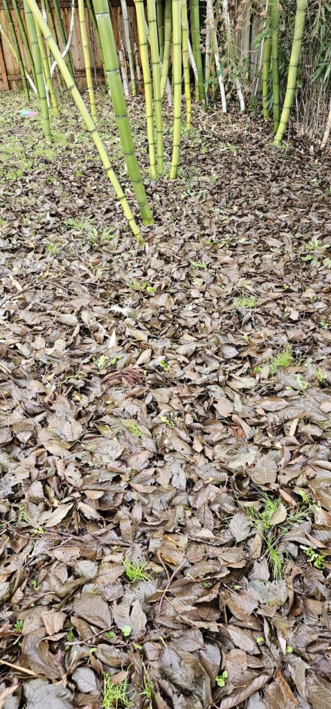 Should I take this up or let it break down over winter