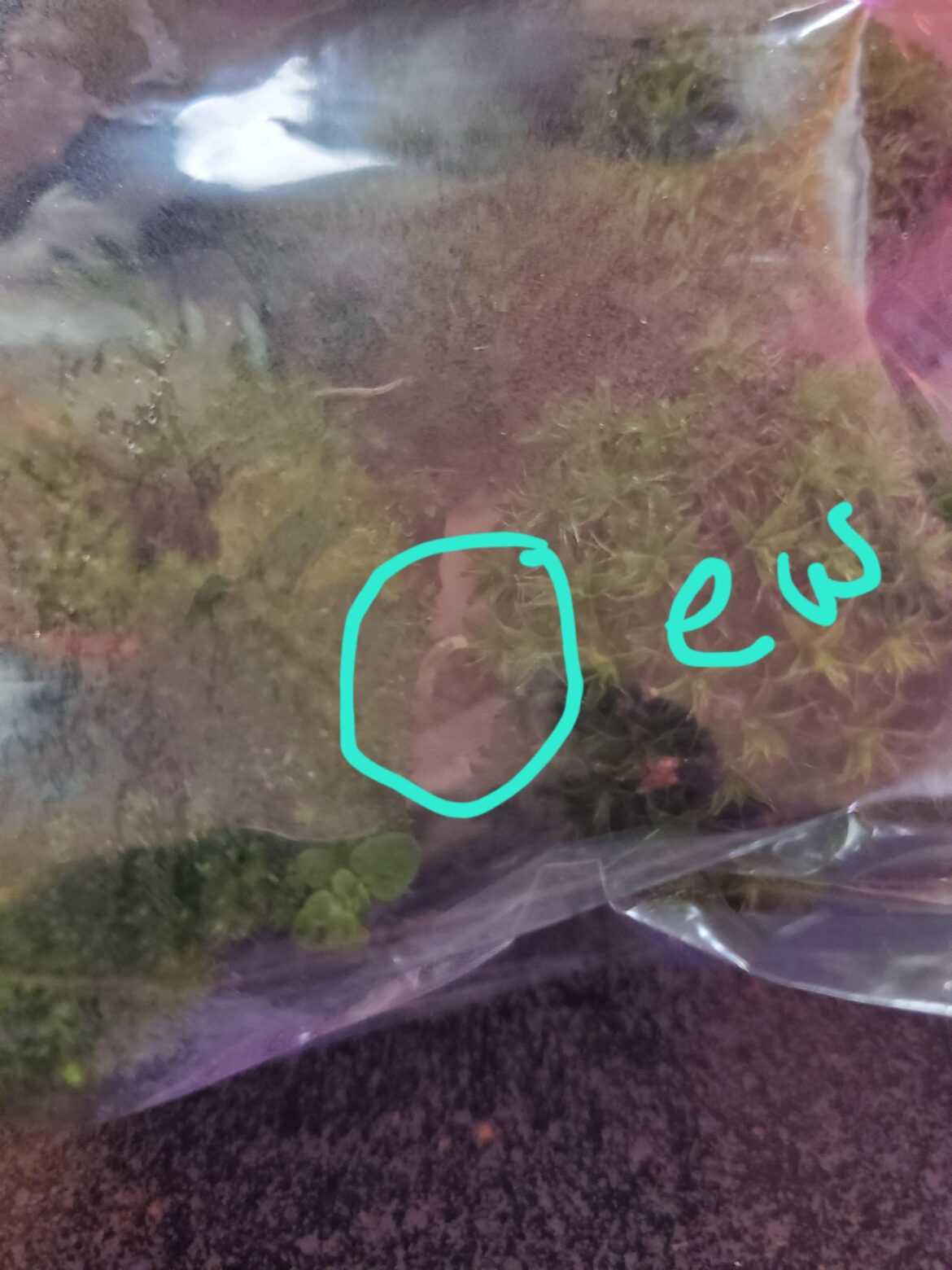 Best way to get rid of pests?