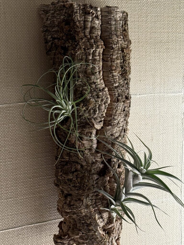 Cork bug help Cork bug help