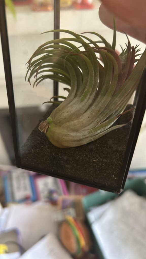 6 months since the Pup appeared - before and after