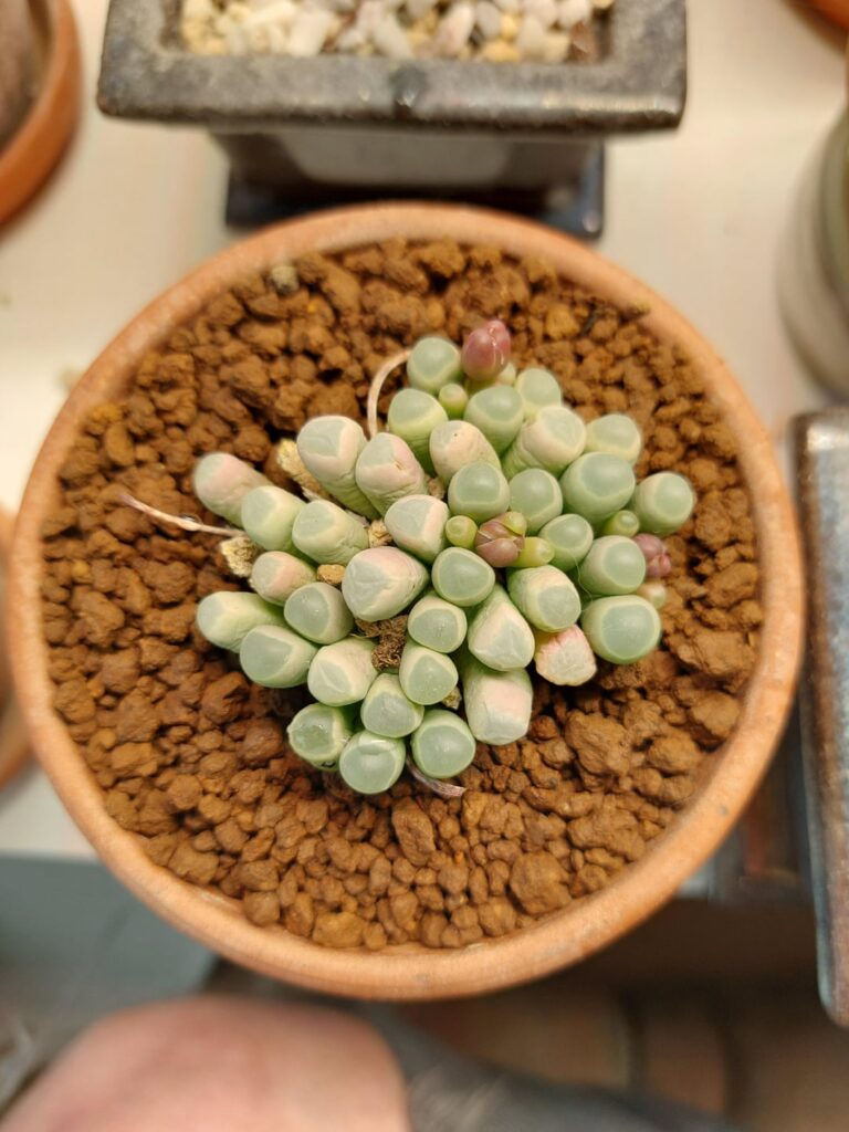 My Baby Toes (Fenestraria)