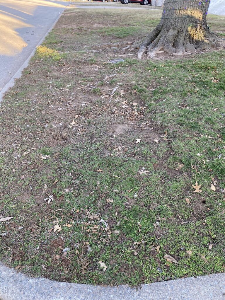 How to fix this dumpster fire of a front lawn. How to fix this dumpster fire of a front lawn.