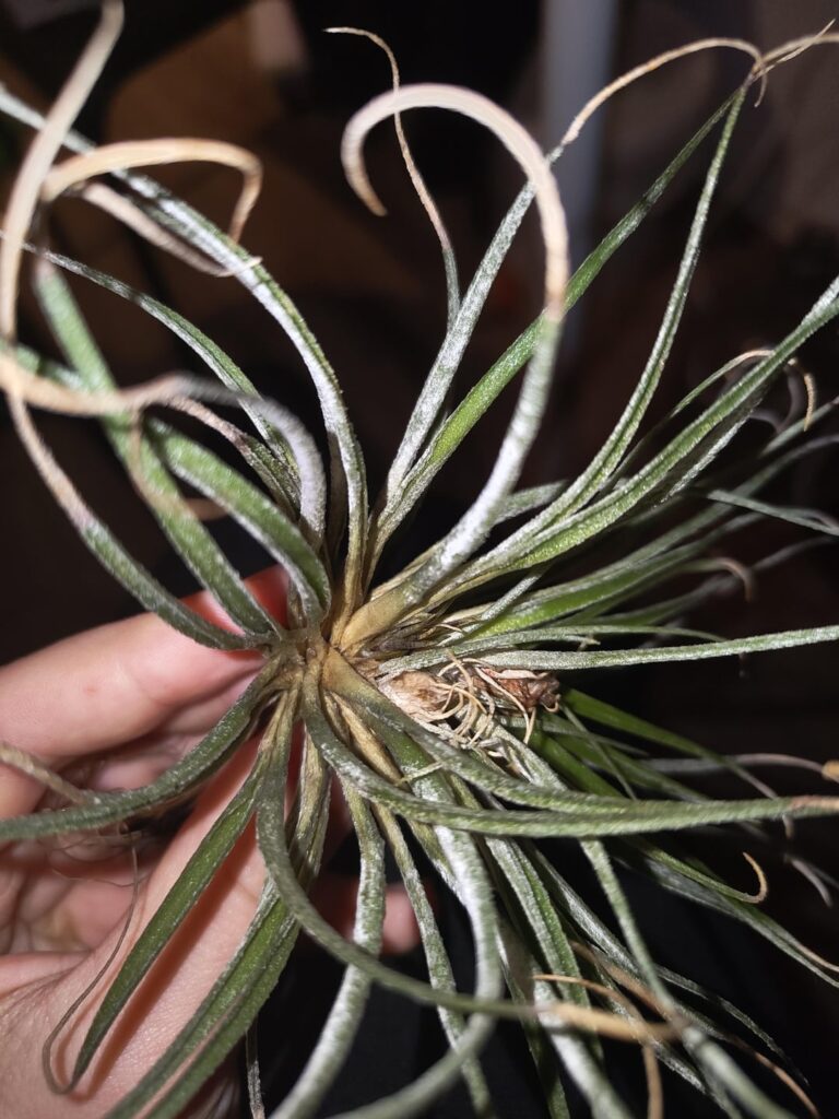 What's happening to my cotton candy?