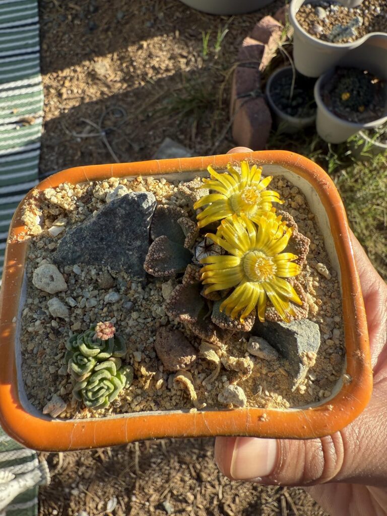 Titanopsis and Crassula coexisting