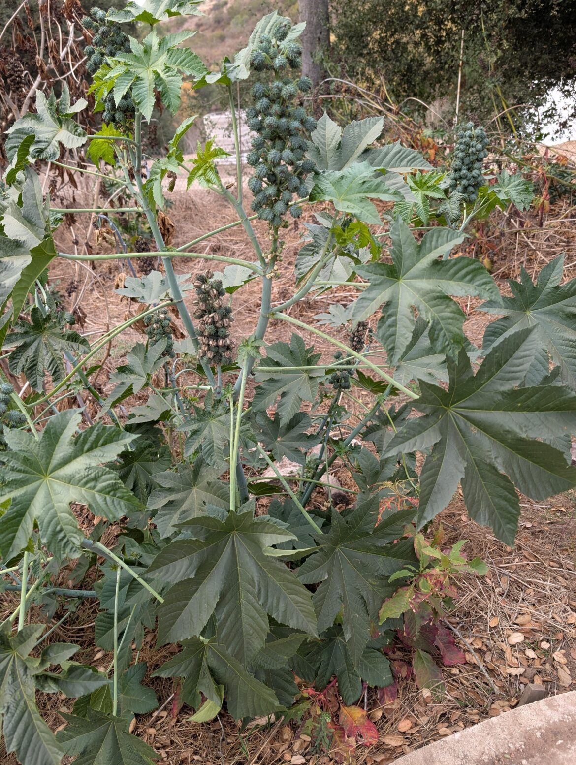 What plant is this
