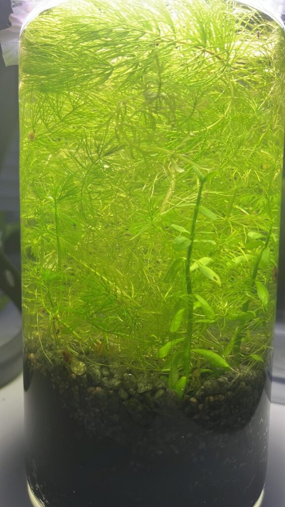 2 Months old Jar. Named it after Jacob’s Well