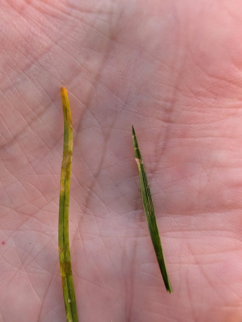 Need help diagnosing my lawn Need help diagnosing my lawn