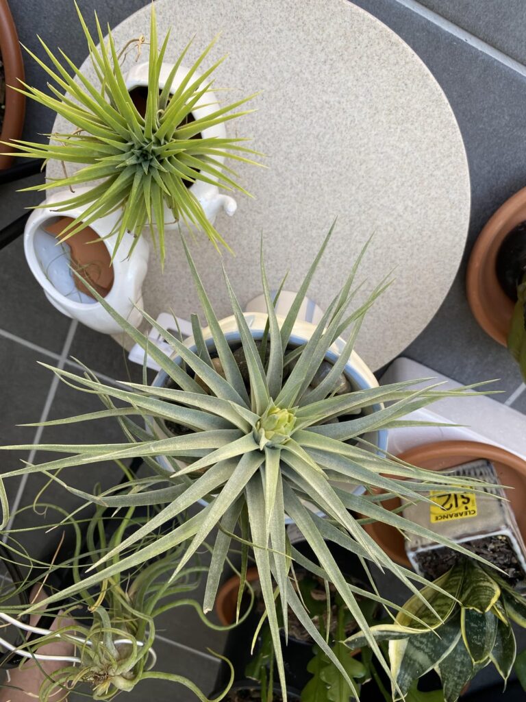 T. plagiotropica starting to bloom