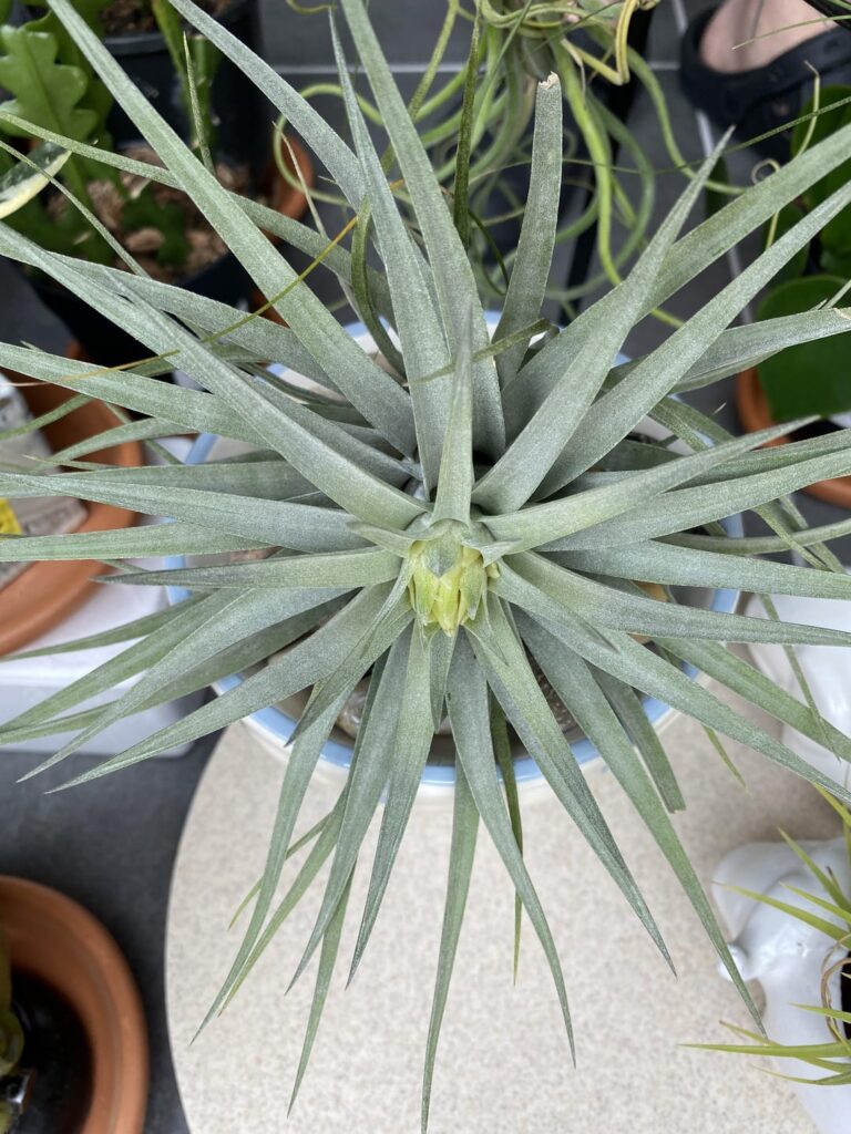 T. plagiotropica starting to flower