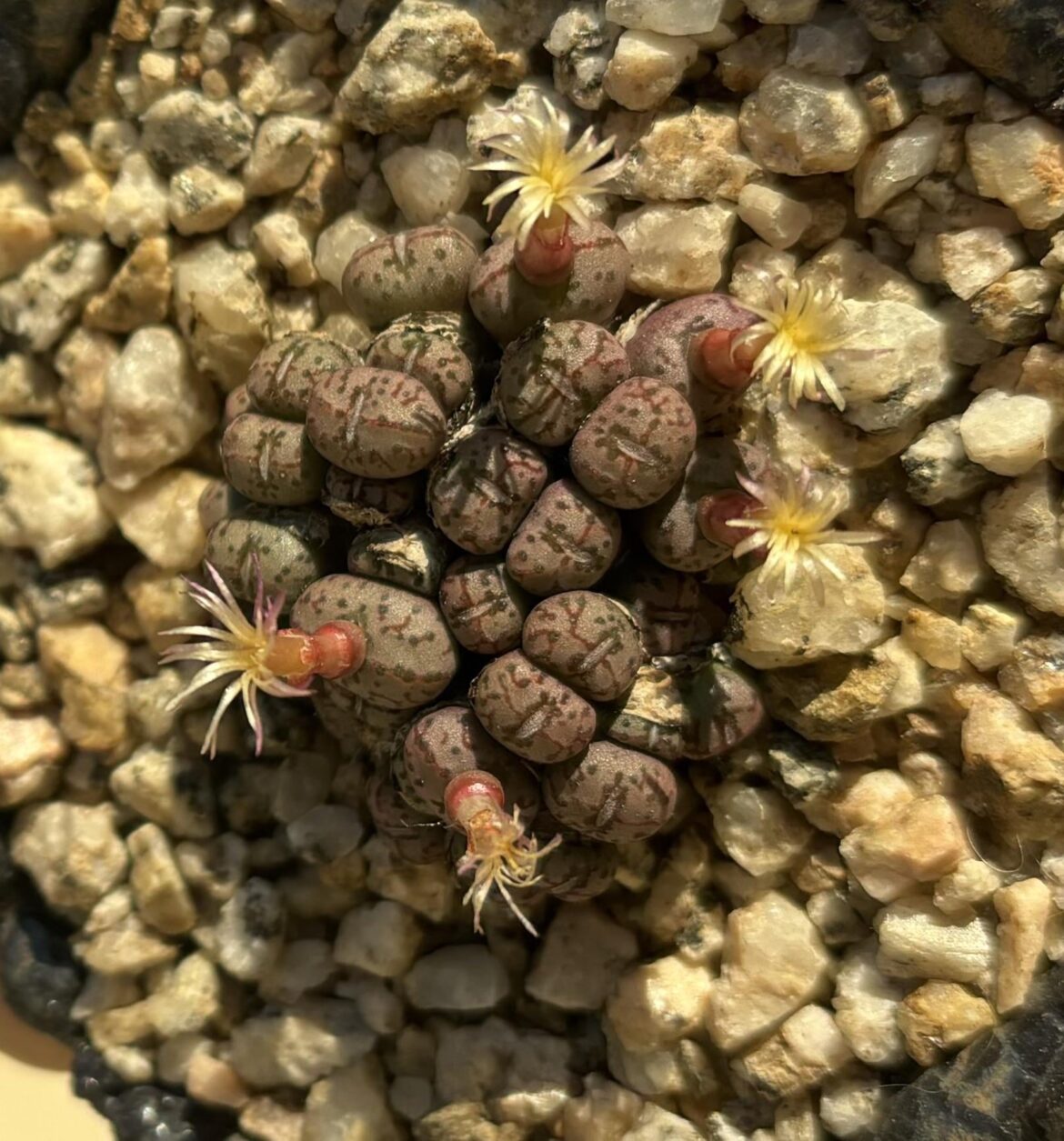 Conophytum uviforme ssp decoratum