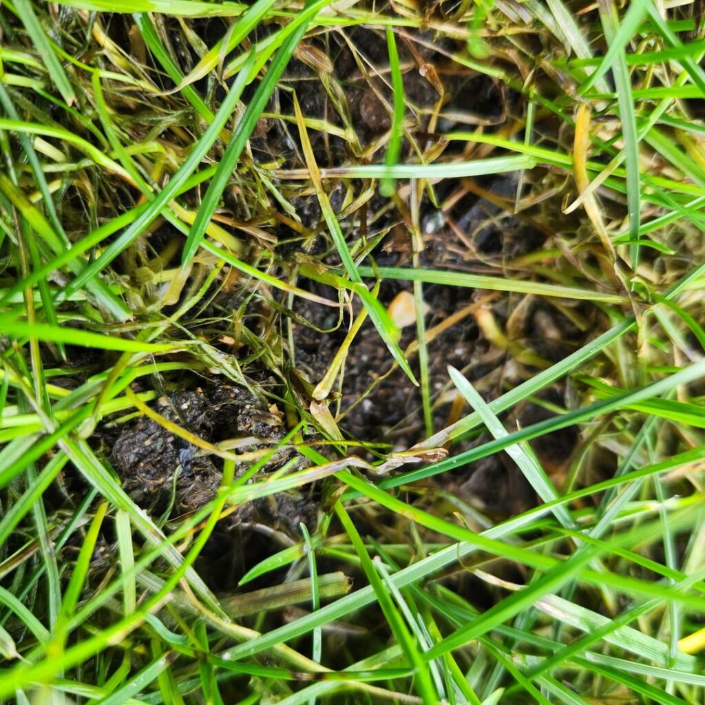 Possible fungal issue or maybe just too wet? Perennial ryegrass, seattle/tacoma area. Been really wet, nonstop rain 45 average temp for 6 weeks or so. Full lawn renovation over the summer. Thoughts? These spots are all over the lawn. Soil is 50/50 sand/compost, about 1.5″ Possible fungal issue or maybe just too wet? Perennial ryegrass, seattle/tacoma area. Been really wet, nonstop rain 45 average temp for 6 weeks or so. Full lawn renovation over the summer. Thoughts? These spots are all over the lawn. Soil is 50/50 sand/compost, about 1.5"