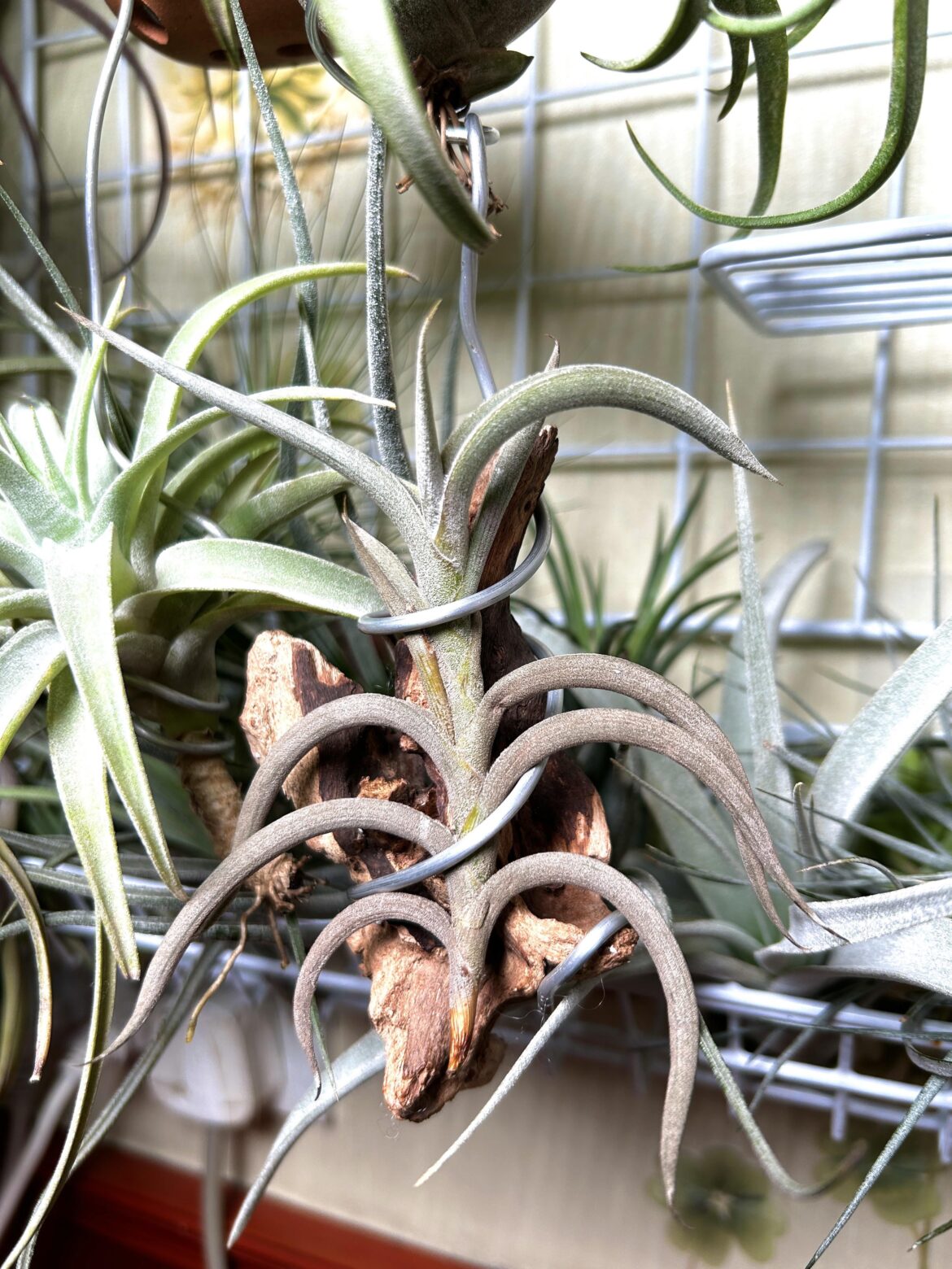 T. myosura