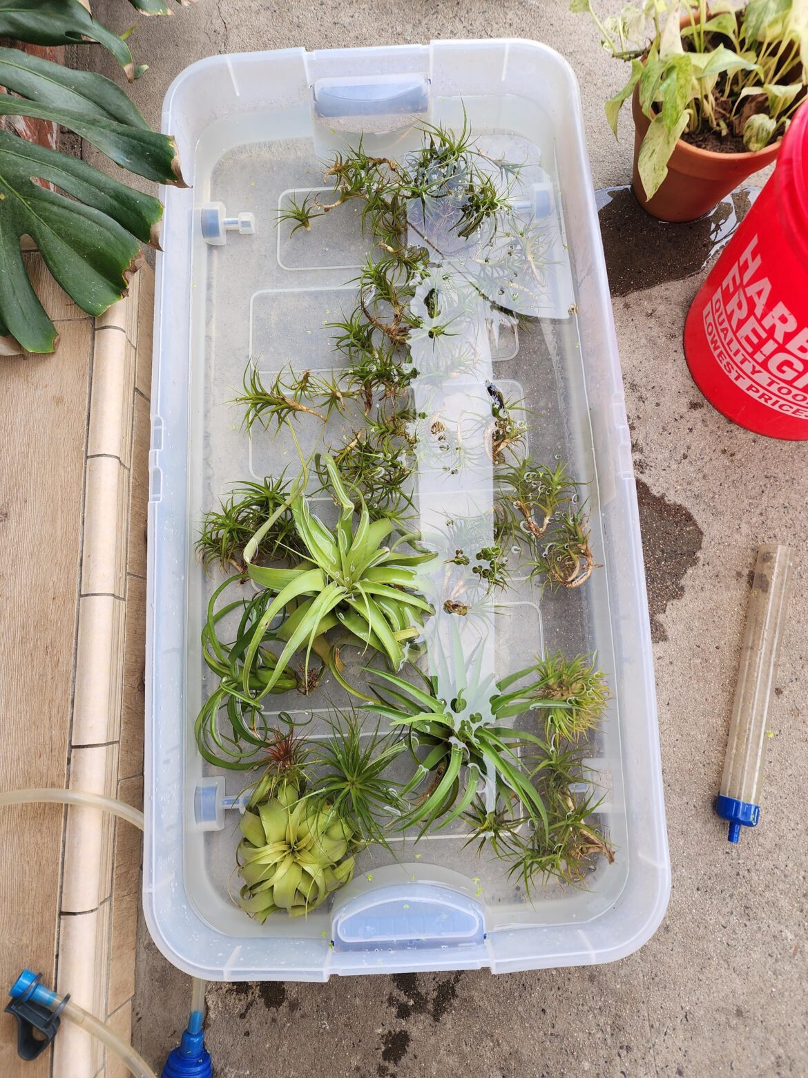 Anyone else water with aquarium water?