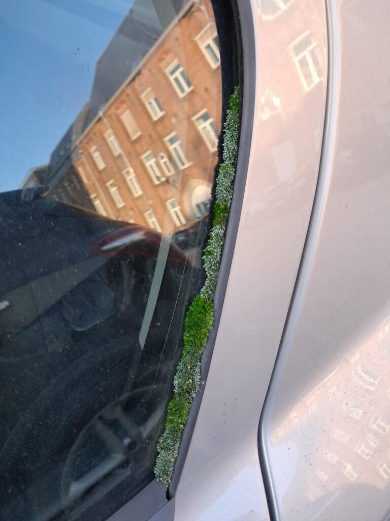 Mossarium growing on my car