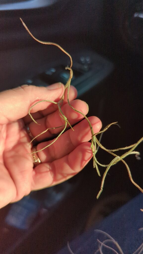 Aging Spanish moss pics