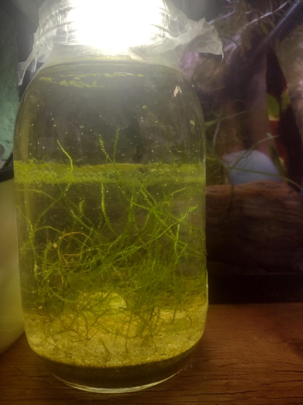 My moss/seed shrimp jar is thriving!