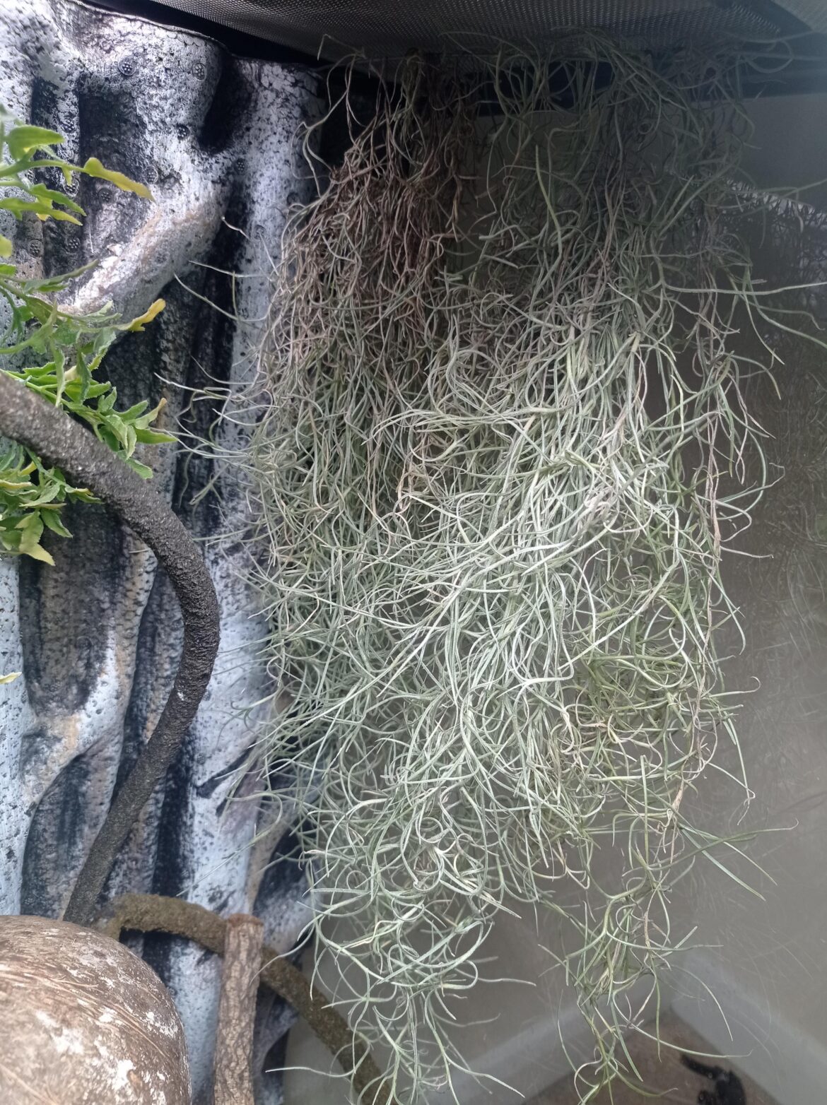 Spanish moss healthy?
