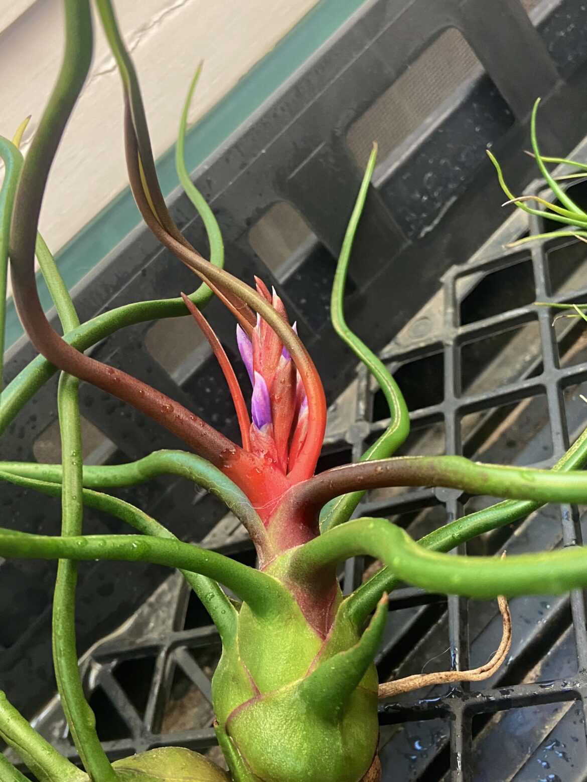T. bulbosa flowers emerging