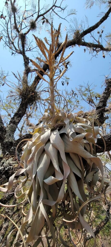 Xero growing naturally Xero growing naturally