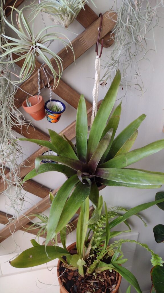 Anyone have experience with Somnians? I just got this from air plant hub, it's very unique looking compared to all my other air plants