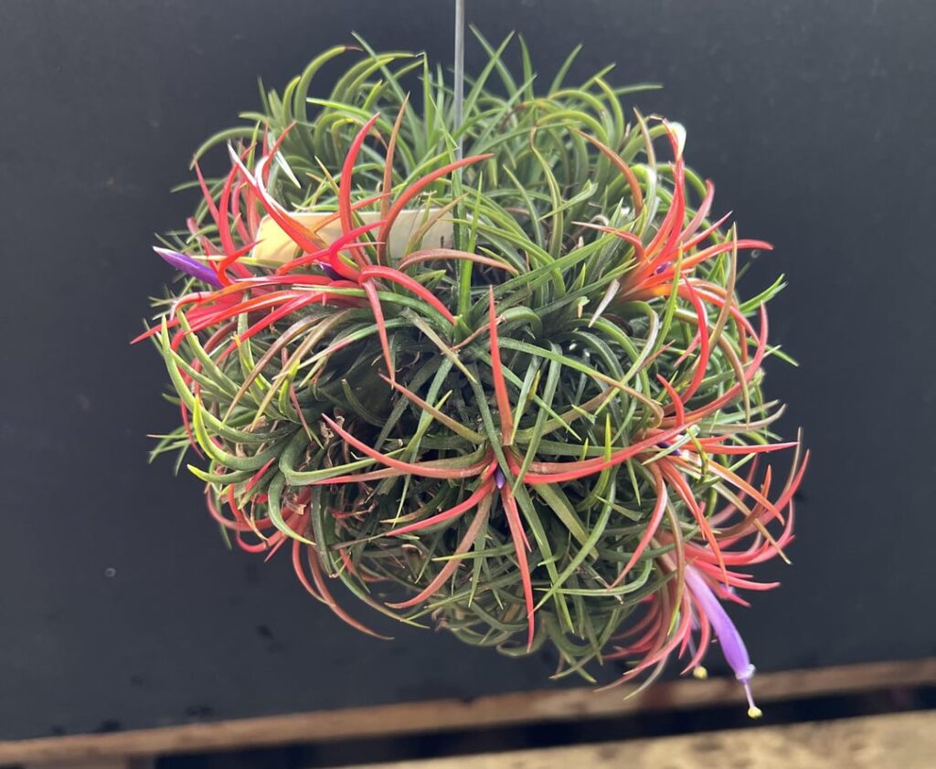 T. Ionantha Fuego blooming again!!