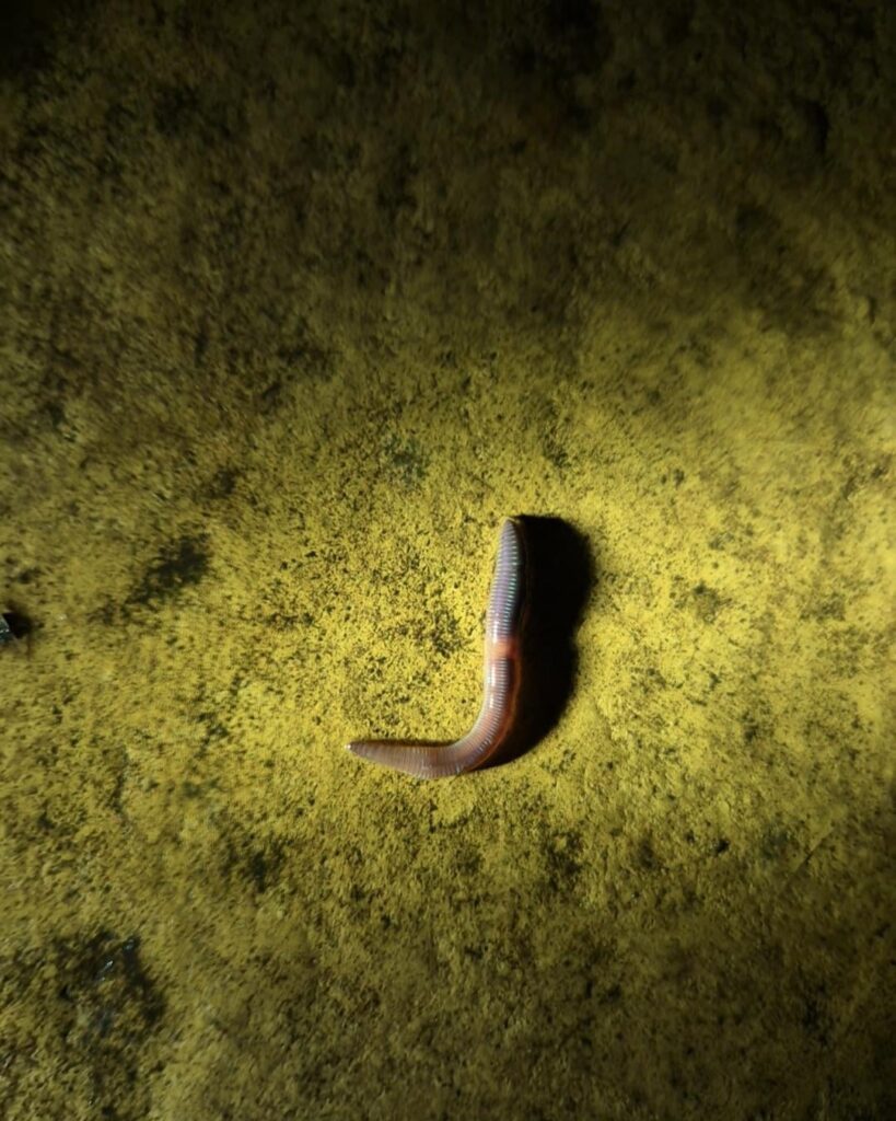 Is this an Asian Jumping Worm.