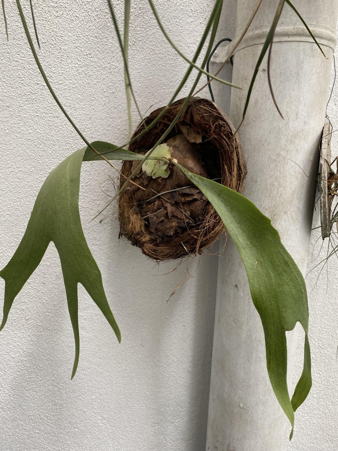 Is my plant looking dull ?