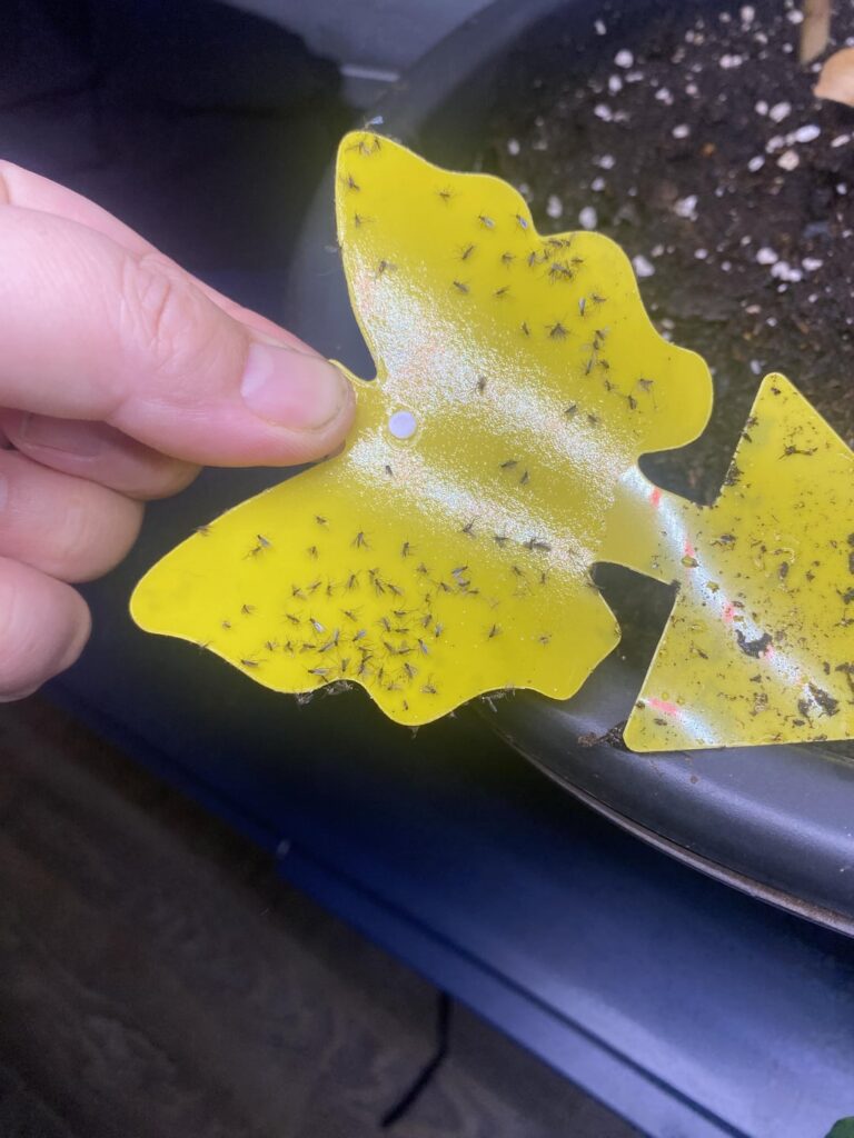 Fighting Fungus Gnats Fighting Fungus Gnats