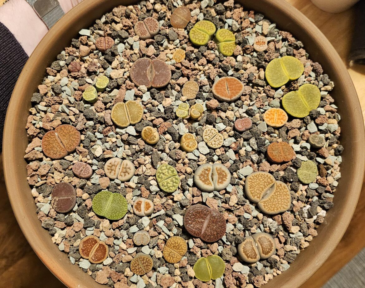 Repotted these guys today