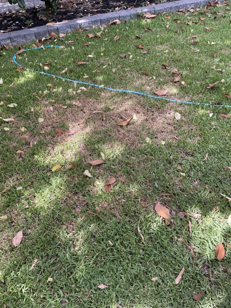 Advice for Australian sir Walter Advice for Australian sir Walter