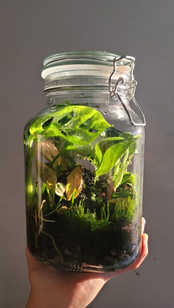 Not Full blown mossarium, but terrarium with moss? :D