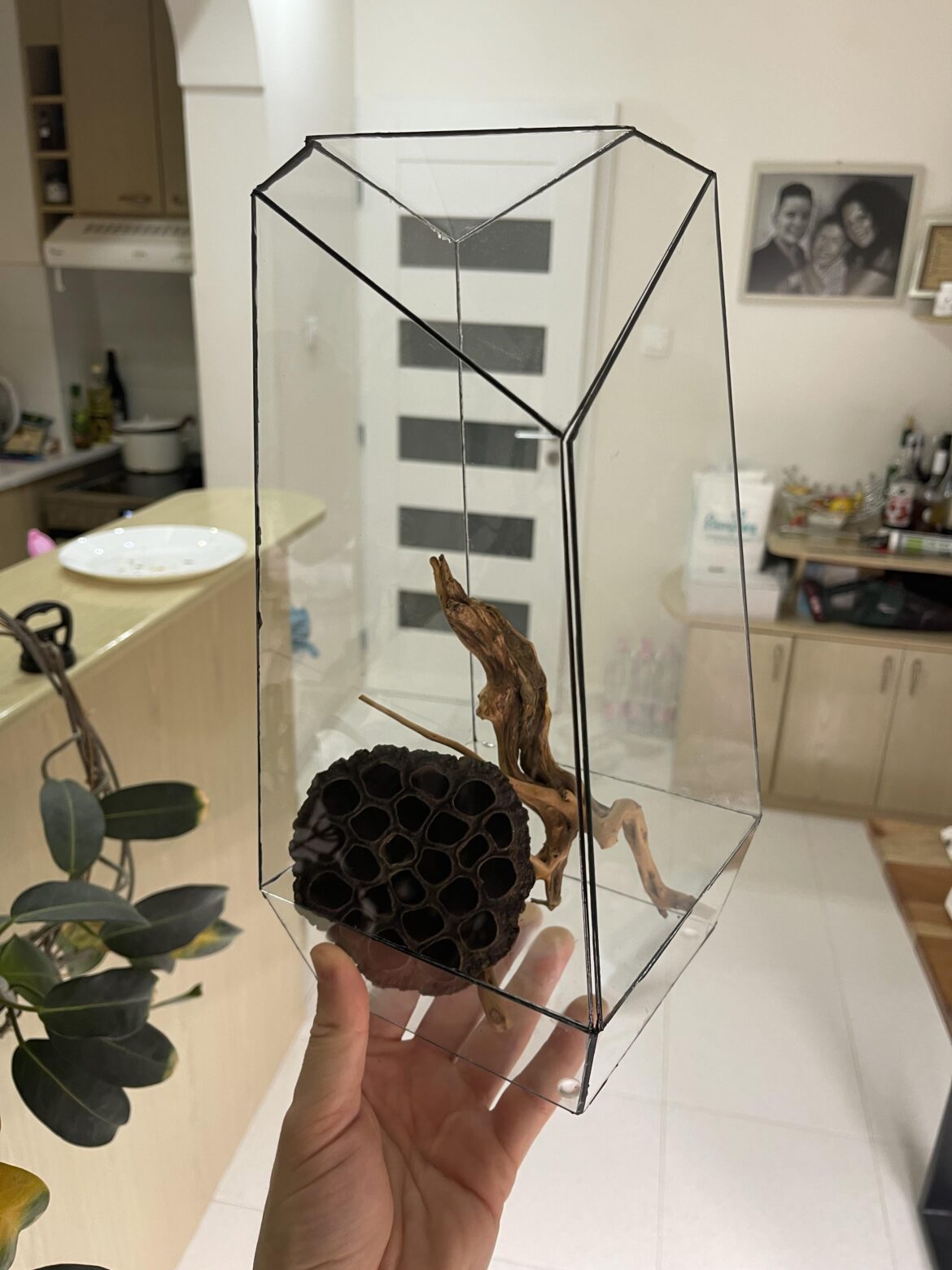 My first terrarium