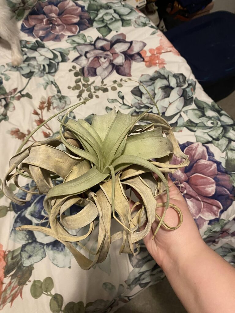 Killed one of my xerographicas…please help me figure out what I did wrong!