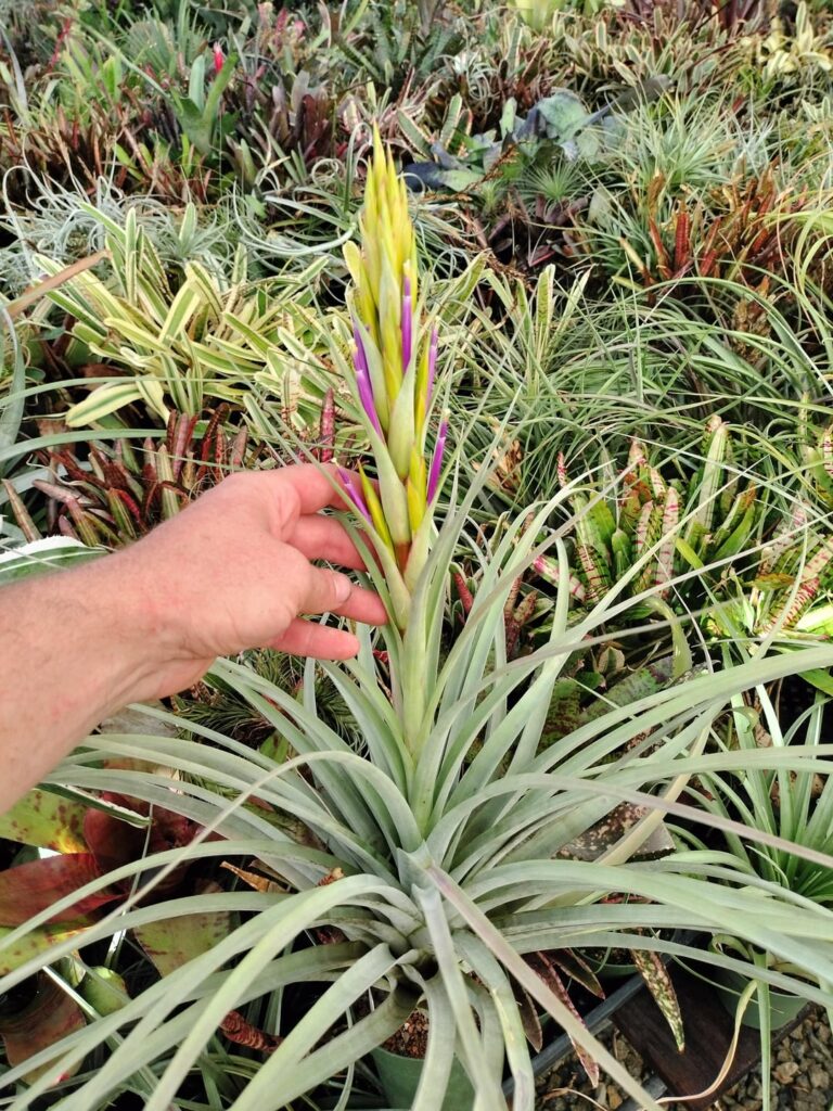 Tillandsia hybrid