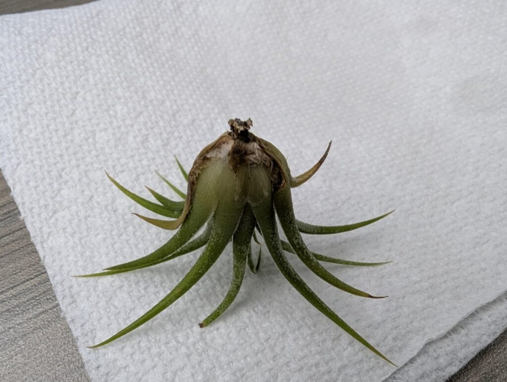 What are these brown spots? What are these brown spots?