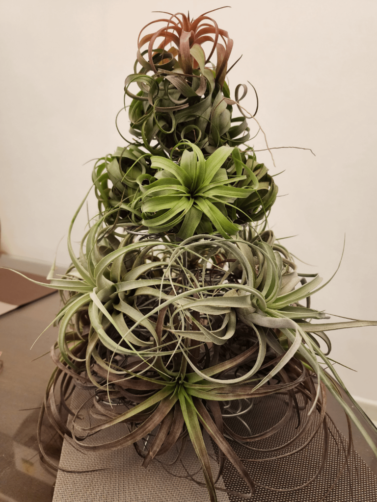 Arranged my airplants on an old Wilton mini cupcake stand for an early Christmas party this weekend